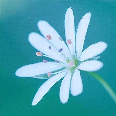 仙灵正传手游下载